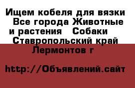 Ищем кобеля для вязки - Все города Животные и растения » Собаки   . Ставропольский край,Лермонтов г.